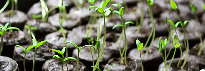 Junge Tomatenpflanzen in Anzuchttöpfen